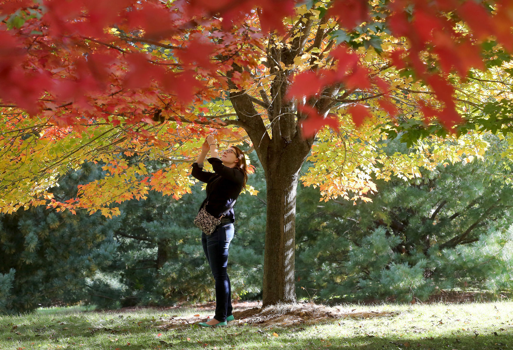 Arboretum